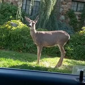 Meet your Posher, Nicolina